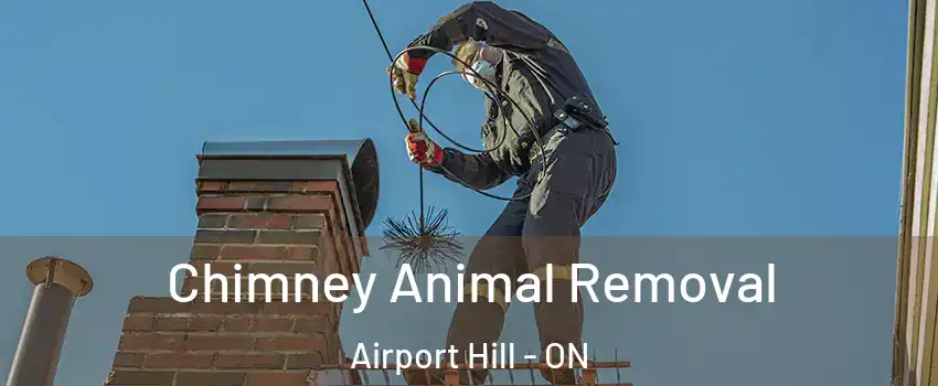 Chimney Animal Removal Airport Hill - ON