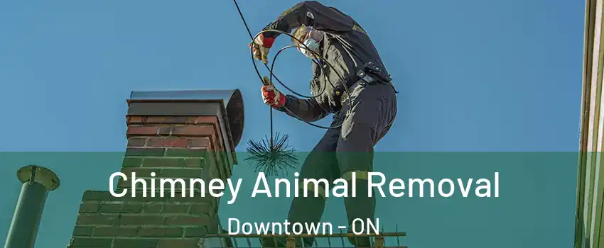 Chimney Animal Removal Downtown - ON