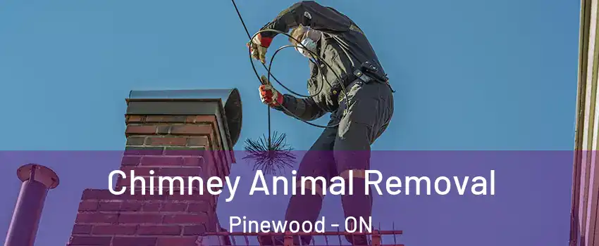 Chimney Animal Removal Pinewood - ON