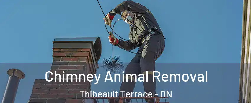 Chimney Animal Removal Thibeault Terrace - ON